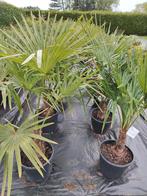Trachycarpus fortunei : winterharde palmboom, In pot, Halfschaduw, Lente, Ophalen