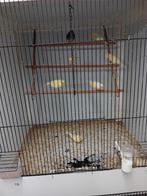 Mooien kanaries tt kwaliteit, Dieren en Toebehoren, Vogels | Kanaries
