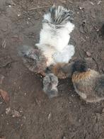 Zijdehoenen 3maand oud, Dieren en Toebehoren, Pluimvee