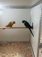 Koppel pyrhurra, Dieren en Toebehoren, Vogels | Parkieten en Papegaaien, Geringd