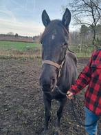 Apha merrie 2023, Dieren en Toebehoren, Merrie, Minder dan 160 cm, Met stamboom, 0 tot 2 jaar