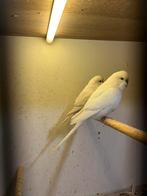 Koppel albino grasparkieten