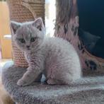 British Short&Longhair chatons à vendre, Vermifugé, Plusieurs animaux, 0 à 2 ans