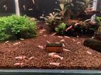 Pure red line, Kreeft, Krab of Garnaal, Zoetwatervis, Schoolvis