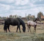 VERKOCHT Knap BRP valk merrie veulen, Dieren en Toebehoren, Merrie, Gechipt, Niet van toepassing, 0 tot 2 jaar