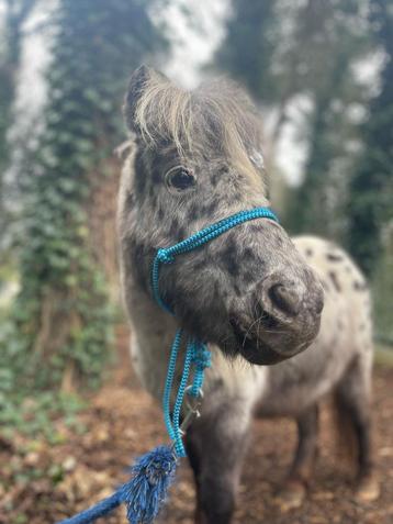Te koop: appaloosa merrie  beschikbaar voor biedingen