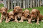 Prachtige Cockapoo pups (abrikoos en rood), Dieren en Toebehoren, Honden | Retrievers, Spaniëls en Waterhonden, België, Overige rassen