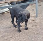 Cane corso pup, Dieren en Toebehoren, België, Fokker | Hobbymatig, CDV (hondenziekte), 8 tot 15 weken