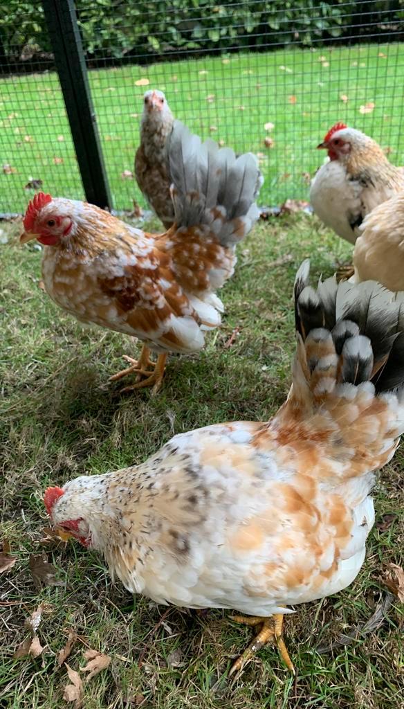 Vier koppeltjes  Serama  klein kipje te koop, Dieren en Toebehoren, Pluimvee, Kip