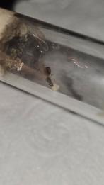 Solenopsis fugax mieren kolonie