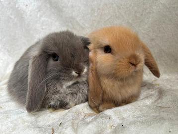 Prachtig mooi lief handtam koppeltje Minilop konijntjes beschikbaar voor biedingen