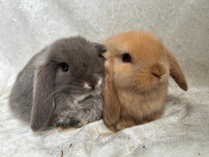 Prachtig mooi lief handtam koppeltje Minilop konijntjes, Dieren en Toebehoren, Konijnen, Klein, Meerdere dieren, 0 tot 2 jaar