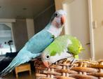 Conure souris pour les deux, Papegaai