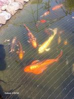 Koi
