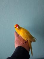 handtamme kakarikis, Meerdere dieren, Tropenvogel, Geringd