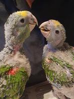 Te koop jonge dubbelle Oratrix Amazone, Geslacht onbekend, Papegaai, Geringd