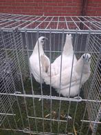 Ayam cemani witte, Dieren en Toebehoren, Pluimvee