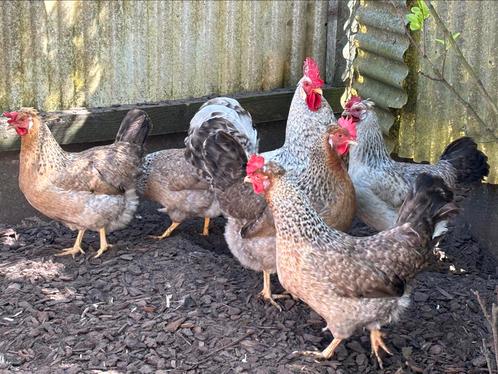 Broedeieren cream legbar, Dieren en Toebehoren, Pluimvee