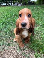 Engelse Cocker Spaniël pups, Dieren en Toebehoren, België, Fokker | Hobbymatig, 8 tot 15 weken, CDV (hondenziekte)