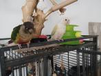 Conure mâle et femelle, Meerdere dieren, Pratend