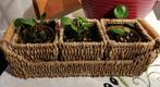 3x pannenkoekenplantje in mandje, mini plant, Plante verte, Plein soleil, Enlèvement, Moins de 100 cm