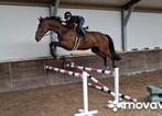 Werelds vermogen 6 jr groene Kannan ruin *oefen parcours*, Dieren en Toebehoren, Paarden, Springpaard, Ruin, Zadelmak, 170 tot 175 cm