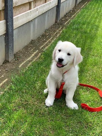 Golden retriever pups, Golden retriever, 8 à 15 semaines, Plusieurs, Éleveur | Loisir