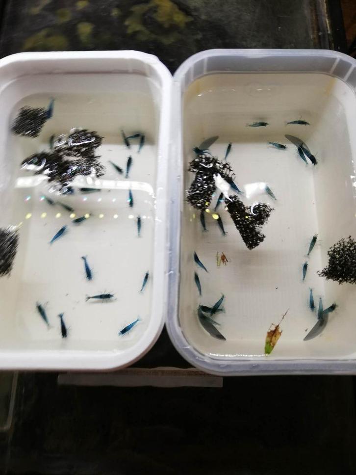 Blue diamond garnalen - aquarium leegmaken - 100 stuks!, Dieren en Toebehoren, Vissen | Aquariumvissen, Zoetwatervis, Kreeft, Krab of Garnaal