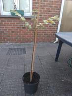 walnotenboom, Ophalen, Minder dan 100 cm, Volle zon, In pot