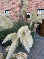 Pampasgrassen - pluimen te koop, Ophalen, Overige soorten