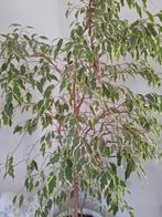 Kamerplant!, Ophalen