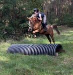 4j sportpony merrie, Animaux & Accessoires, Débourré, Poney D (1.37 m à 1.48m), Vermifugé, Jument