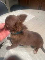 Chihuahua-pups mooi mini raszuiver zeer mooi kleintjes, Dieren en Toebehoren, België, Fokker | Hobbymatig, 8 tot 15 weken, Parvo