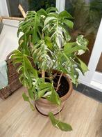 Monstera Albo Variegata, Huis en Inrichting, Kamerplanten, Ophalen, 100 tot 150 cm, Overige soorten, Halfschaduw