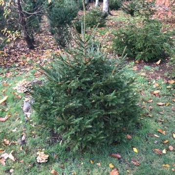 KERSTBOMEN fijnspar beschikbaar voor biedingen