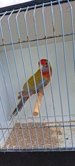 pennant rossella parkiet en mutaties ;, Dieren en Toebehoren, Vogels | Parkieten en Papegaaien, Meerdere dieren, Parkiet, Geringd