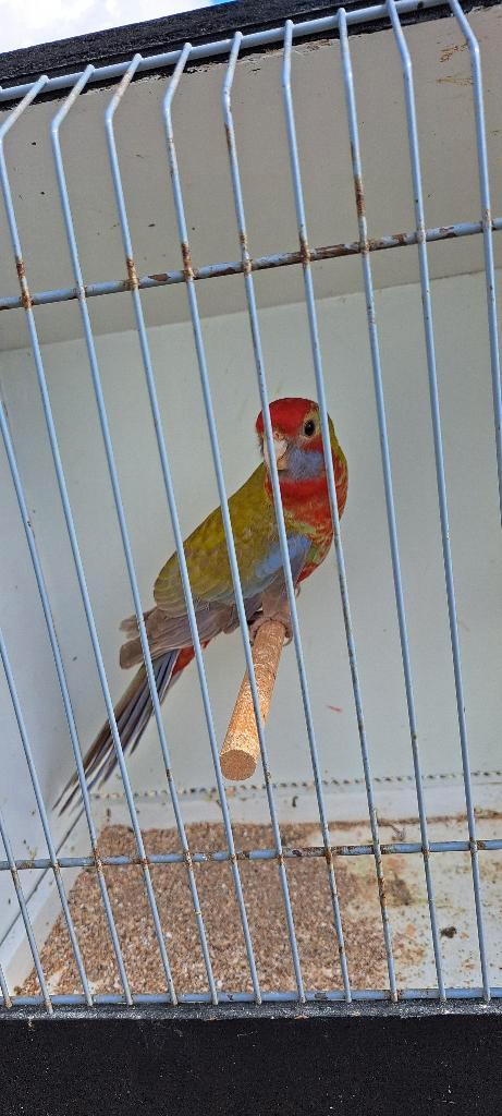 pennant rossella parkiet en mutaties ;, Animaux & Accessoires, Oiseaux | Perruches & Perroquets, Perruche, Plusieurs animaux, Bagué