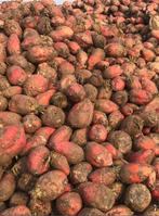 Voederbieten, Zakelijke goederen, Landbouw | Veevoer, Ophalen