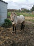 Kindvriendelijk Minipaardje, Dieren en Toebehoren, Pony's, Hengst, Gechipt, 3 tot 6 jaar, Onbeleerd