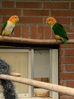 Roestkop Caique pop, Dieren en Toebehoren, Vogels | Parkieten en Papegaaien