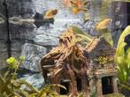 Aquariumvissen zoeken nieuwe thuis, Dieren en Toebehoren, Vis, Zoetwatervis, Schoolvis