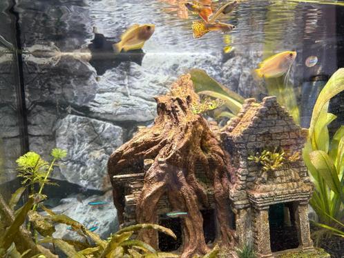 Aquariumvissen zoeken nieuwe thuis, Dieren en Toebehoren, Vissen | Aquariumvissen, Zoetwatervis, Vis, Schoolvis