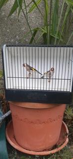 Distelvinken Man & Pop Wildkleur, Dieren en Toebehoren