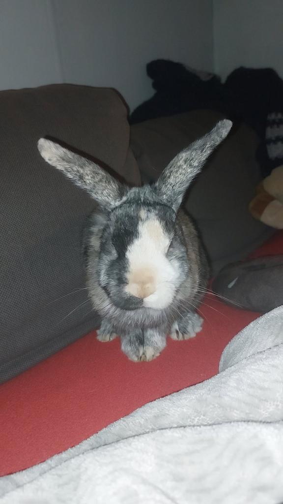 Gezocht konijnenhok, Dieren en Toebehoren, Konijnen