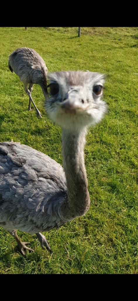 Nandoe koppel, Dieren en Toebehoren, Pluimvee, Overige soorten, Meerdere dieren