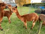 Alpaca merrie 2 jaar, Dieren en Toebehoren, Overige Dieren