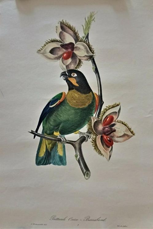 12 OUDE KLEUREN LITHO'S VAN JEAN-THEODORE DESCOURTILZ., Antiek en Kunst, Kunst | Litho's en Zeefdrukken, Ophalen of Verzenden