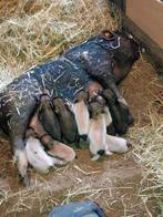 Gottinger mini varkens, Dieren en Toebehoren