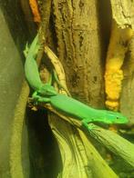 Green keel bellied lizards gastropholis prasina handtam!, Dieren en Toebehoren, Reptielen en Amfibieën