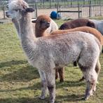 Alpaca merrie met volledig  stamboek